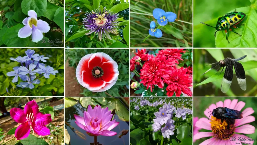 Collage of flower photographs taken by Md. Siddiq Hasan